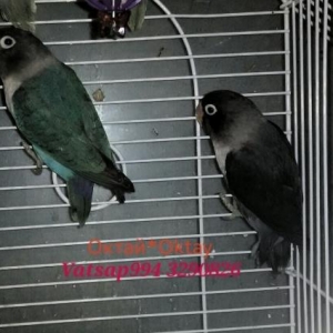 Готовые пары фишаров