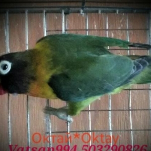 Готовые пары фишаров