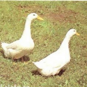 Продам мясных уток