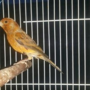 kanareyka bulbullerin satiwi