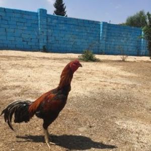 Bir ilyarimindi ela davasi var