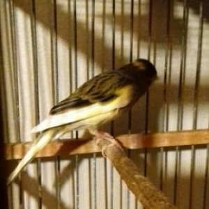 kanareyka bulbullerin satiwi