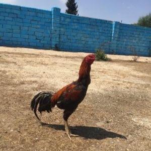 Bir ilyarimindi ela davasi var