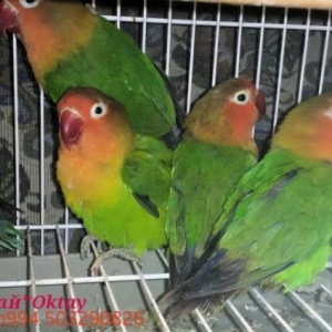 Готовые пары фишаров