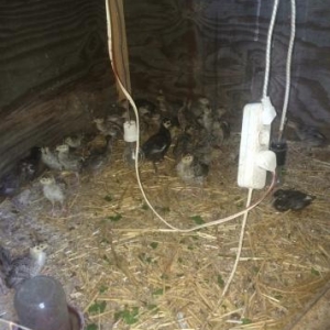 qirqovul 1 ay yarimliq