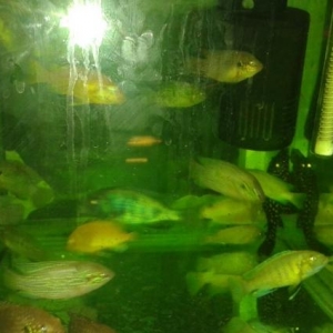 aquarium..topdan satis