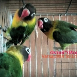 Готовые пары фишаров