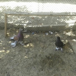 ikisi vurandi ikisi ucan