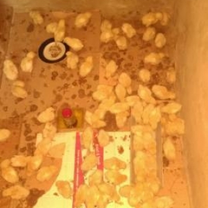 Etlik cins broiler cuceleri