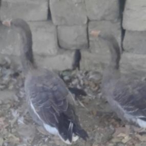 bece qazlar rus qazindan donme