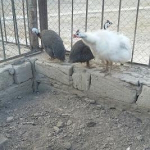 Firəngsebzi satilir