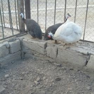 Firəngsebzi satilir