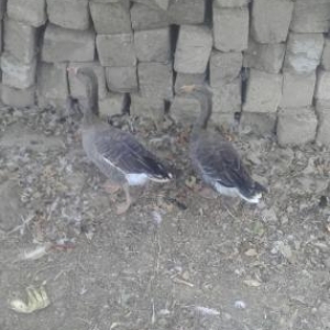 bece qazlar rus qazindan donme