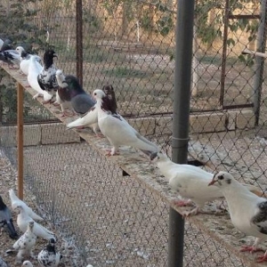 12 Nov qush satishda var