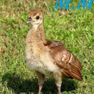 Tovuzquşu balaları satılır.3 Aylıq. 1 cütünün qiymətidir.