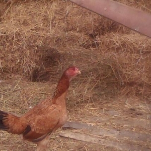 pirsagida heyrati satilir nom