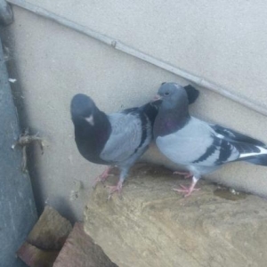 satılır ıran quşları