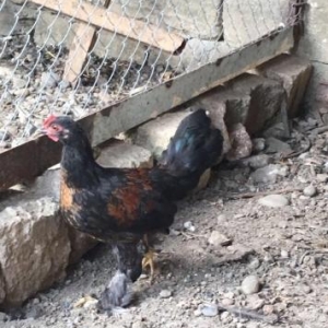 Shalvarli Yapon xoruzu