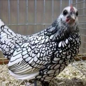 hər növdə paroda toyuqlar,qırqovul,kəklik,tovuz quşu