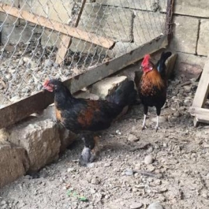 Shalvarli Yapon xoruzu