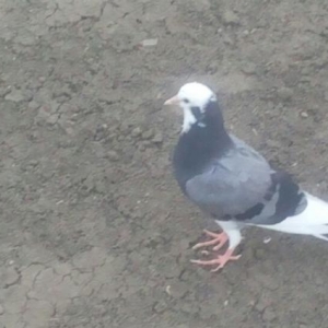 satılır ıran quşları