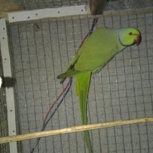 satilir ve ya 2 cut karella ya deyilisilir