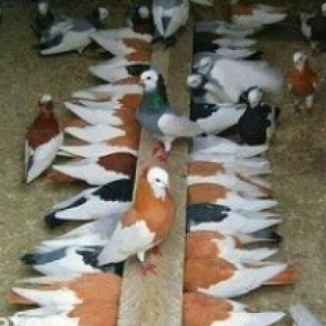 quwlar satilir her qiymete