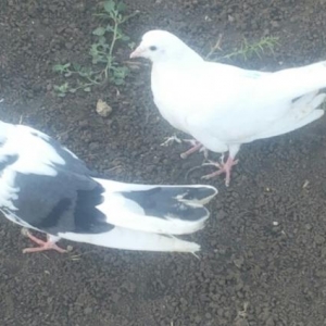 satılır ıran quşları