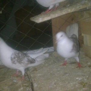 satılır ıran quşları