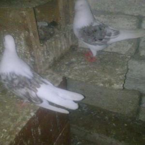 satılır ıran quşları