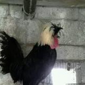 Ağpapaq holland rahibə toyugları