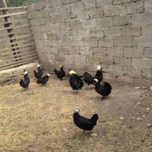 hər növdə paroda toyuqlar,qırqovul,kəklik,tovuz quşu