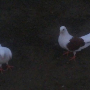 satılır ıran quşları