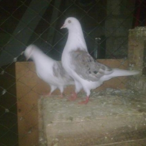 satılır ıran quşları