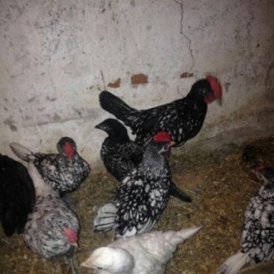 hər növdə paroda toyuqlar,qırqovul,kəklik,tovuz quşu