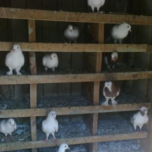 Göyərçin satılır