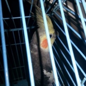 1.8 aylıq hazır erkək akdivdi