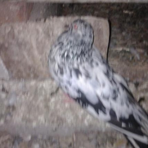 her rengde quw satilir