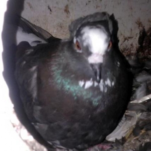 her rengde quw satilir