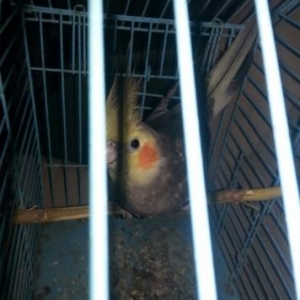 1.8 aylıq hazır erkək akdivdi