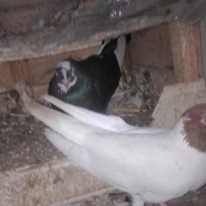 her rengde quw satilir