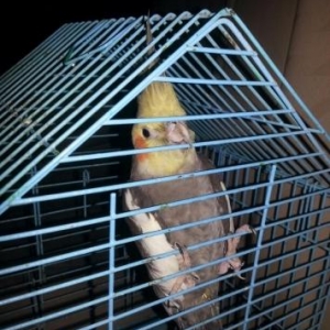 1.8 aylıq hazır erkək akdivdi