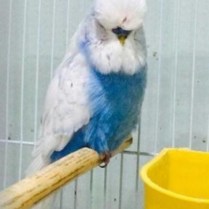 temiz cex aliram, ozumdede var, yeni aldatmaq mumkun olmuyacaq