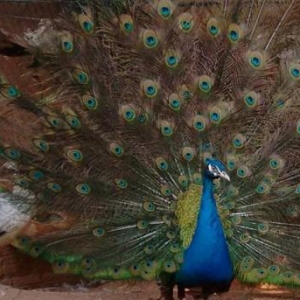 3 aylıq tovuzquşu balaları satılır. 1 cütünün qiymətidir.