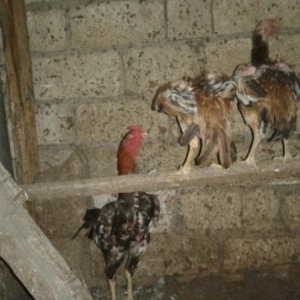 Xezer ray.Buzovna qesebesi.