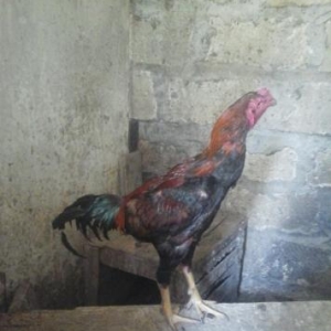 Döyüş quşları. Heyratı (Ağdam) xoruz və to