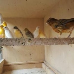 gözəl oxuyan tam saqlam bül büllər erkək və