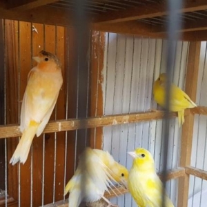 kaleləri güclü olan bül büllər..erkək və m