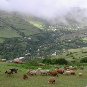 Dovşan dəyişirəm