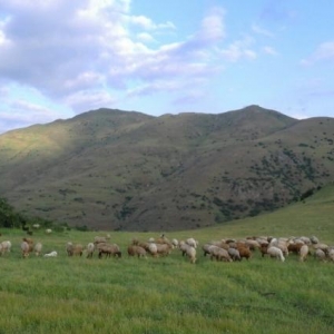 Qurbanliq Quzulari